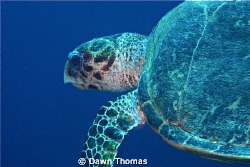 Hawksbill Turtle off Yolanda Reef, Red Sea. by Dawn Thomas 
